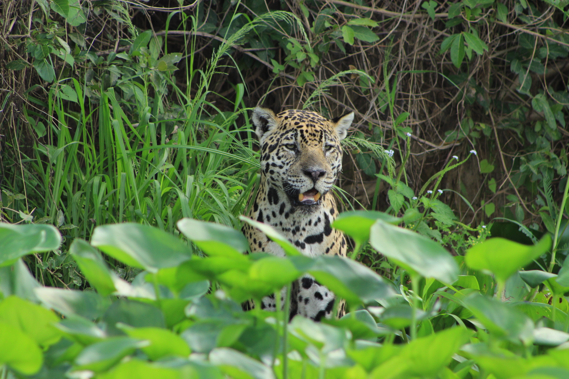 Fauna Bioma do Pantanal | Blog Rio Crôa